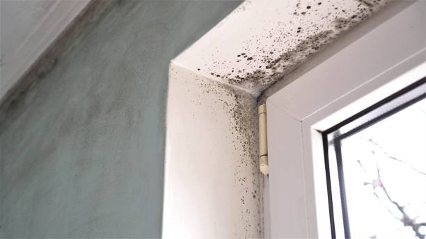 Best Toxic Mold Removal  in Winfield, IL